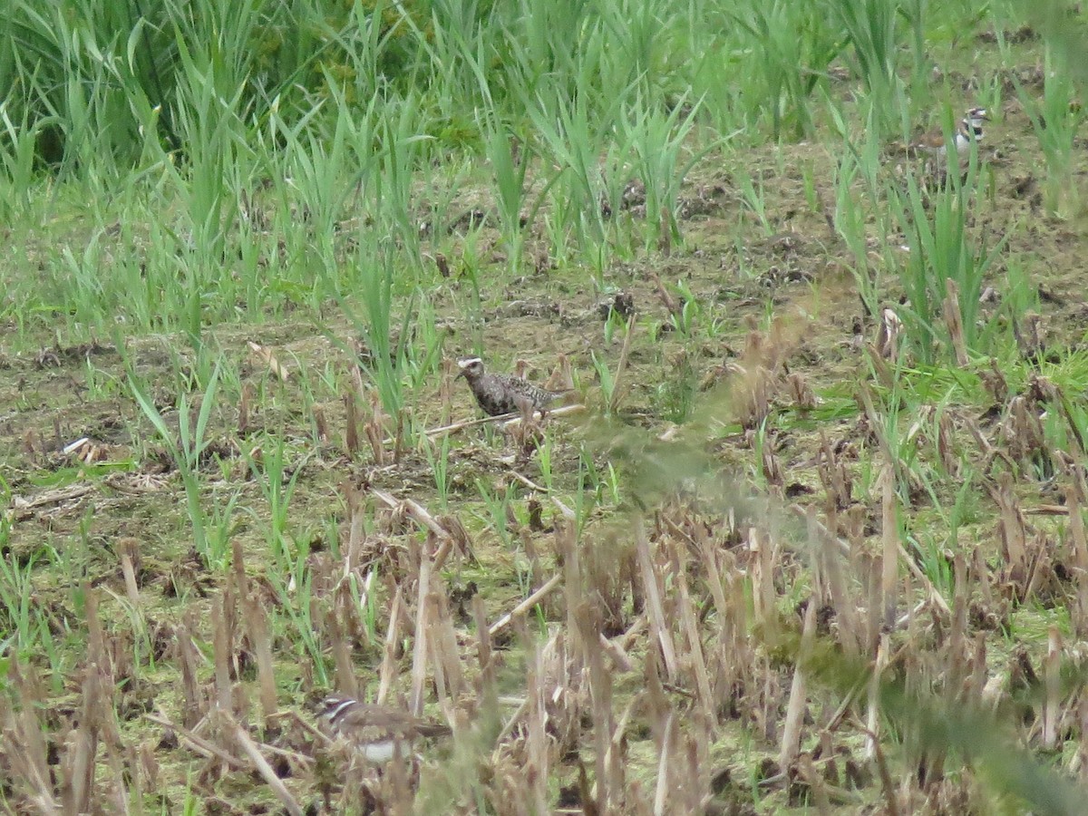 American Golden-Plover - ML641251678