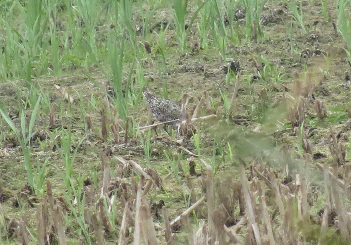 American Golden-Plover - ML641251680