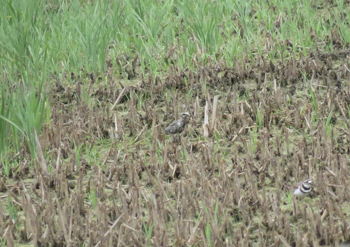 American Golden-Plover - ML641251684