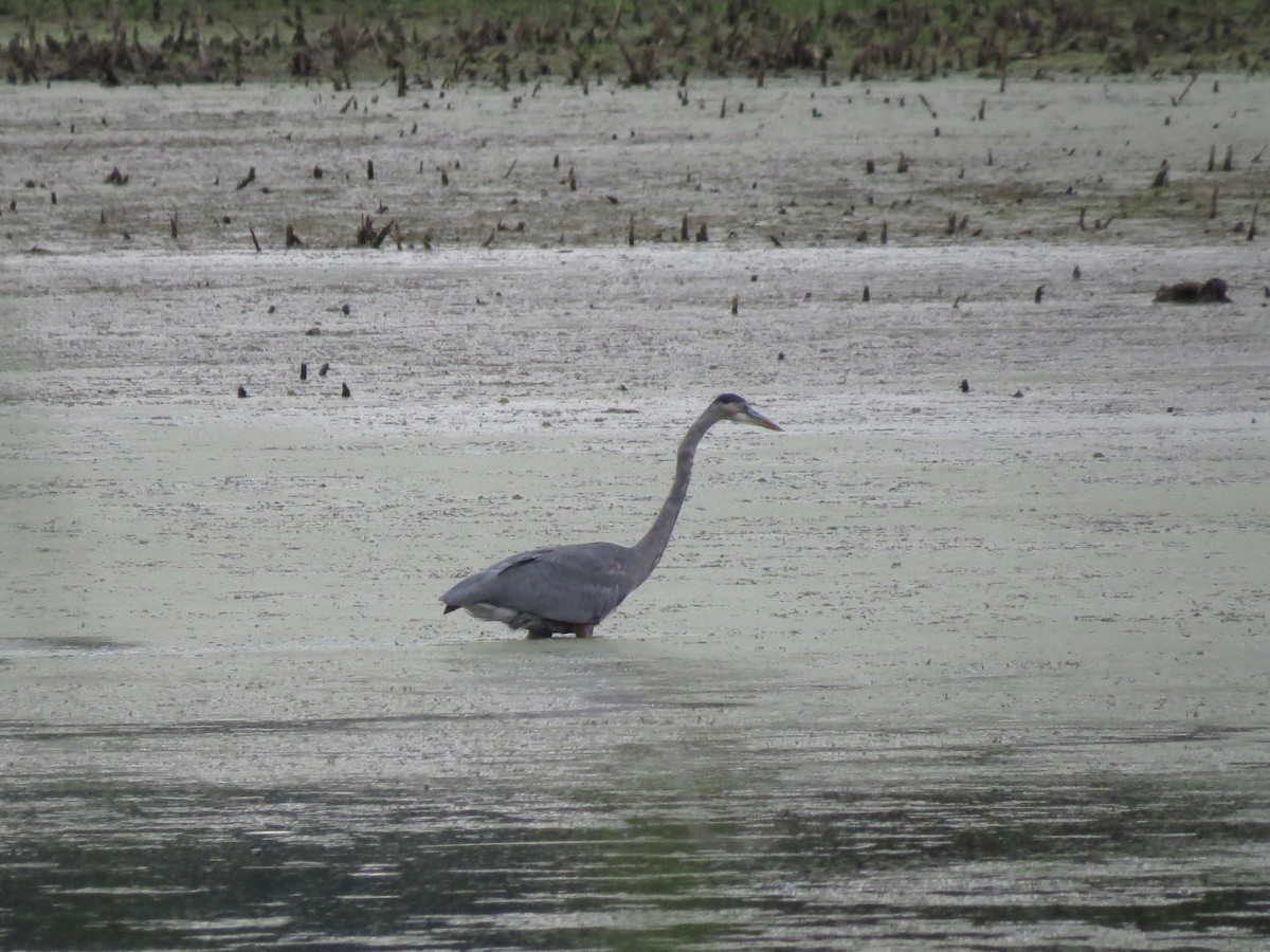 Great Blue Heron - ML641251695
