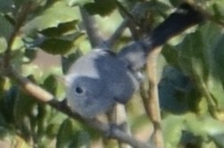 Blue-gray Gnatcatcher - ML641251720