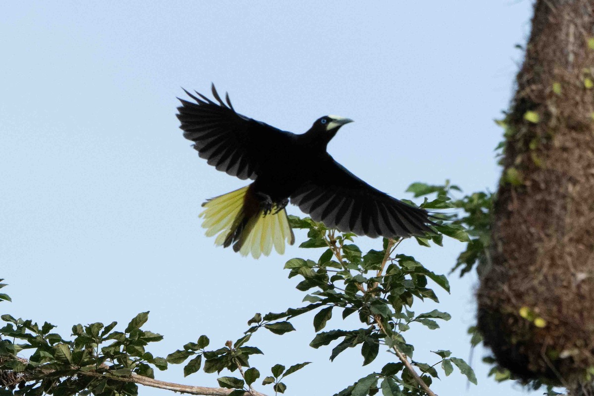 Chestnut-headed Oropendola - ML641251756