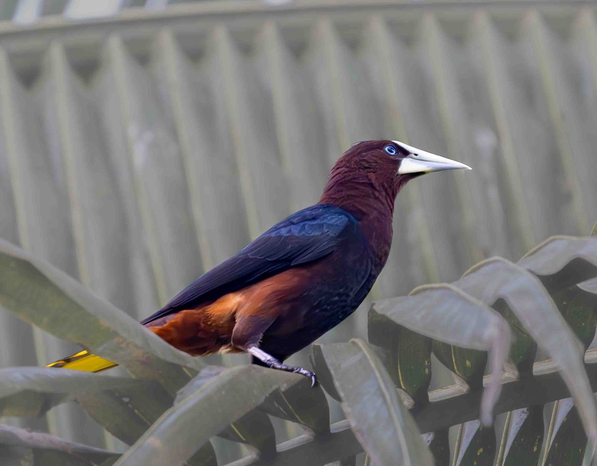 Chestnut-headed Oropendola - ML641251757