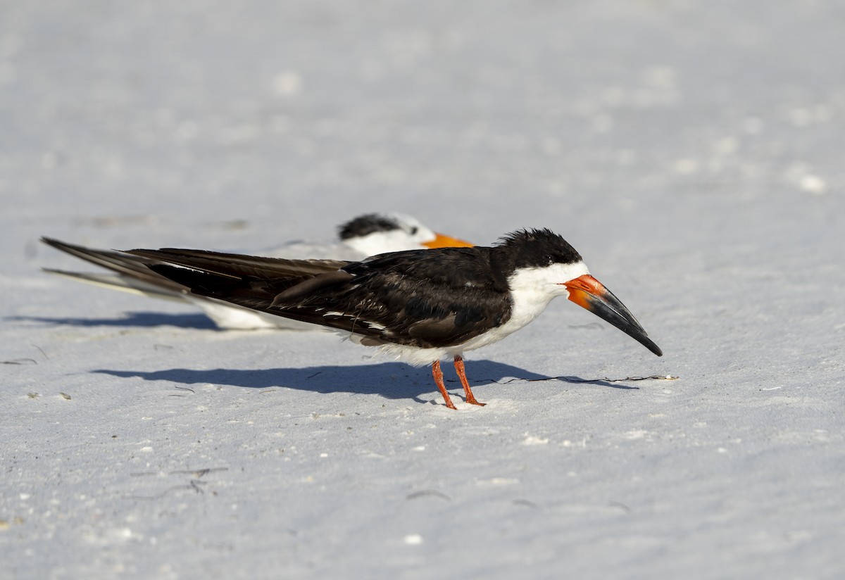Black Skimmer - ML641251758