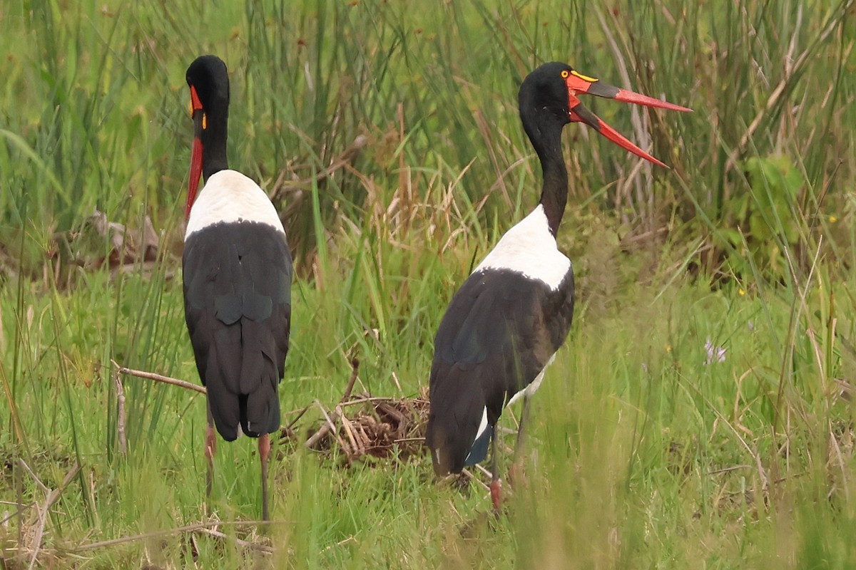 Saddle-billed Stork - ML641251771