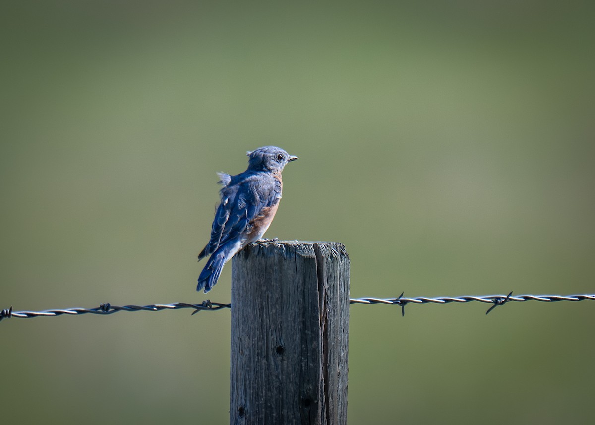 Eastern Bluebird - ML641251777