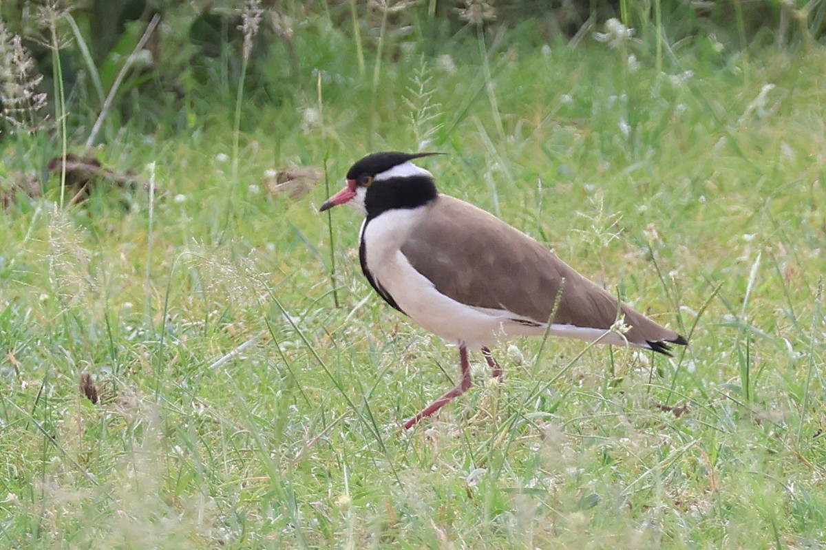 Black-headed Lapwing - ML641251778