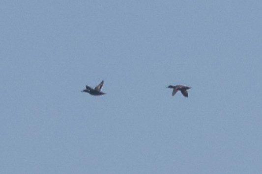 duck sp. - ML641251783