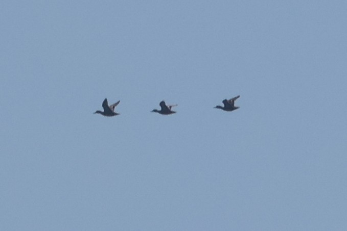 duck sp. - ML641251784