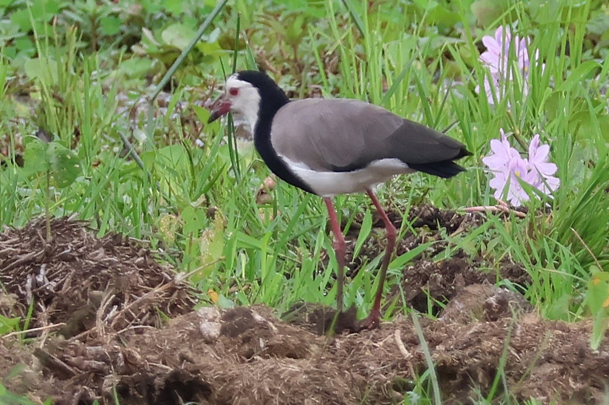 langtåvipe - ML641251788