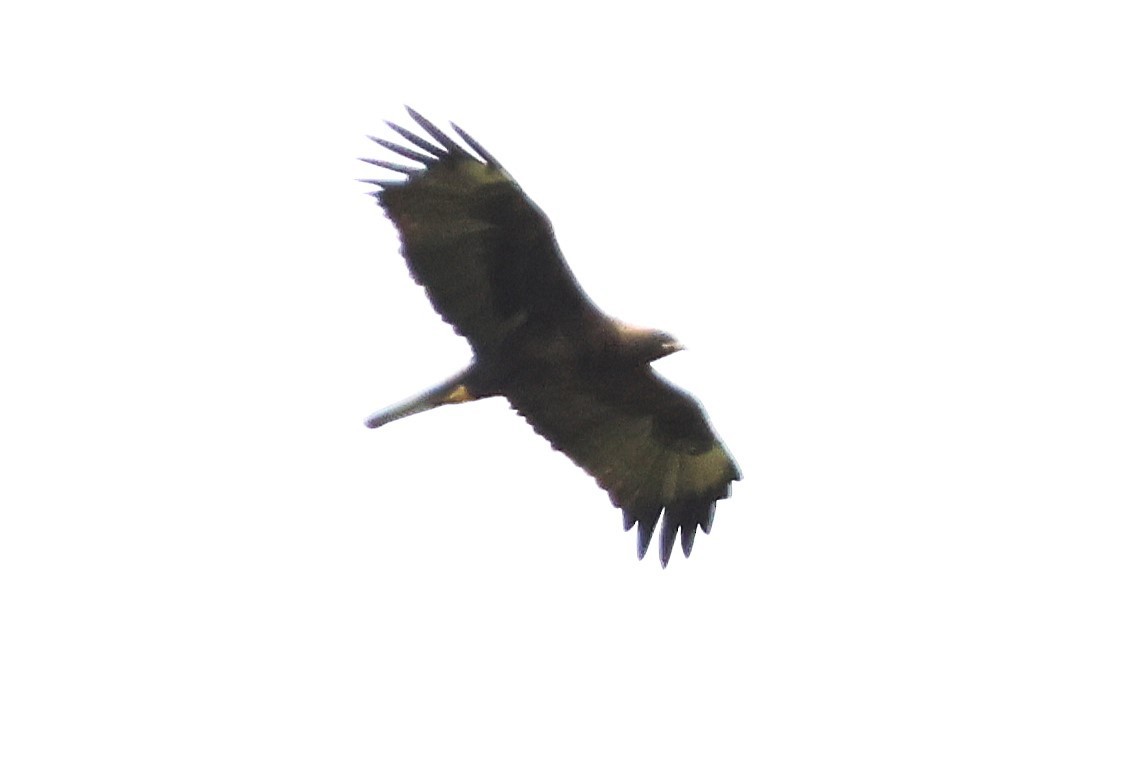 Wahlberg's Eagle - ML641251868