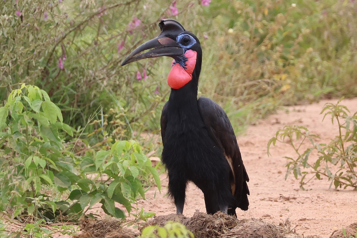 Abyssinian Ground-Hornbill - ML641251892