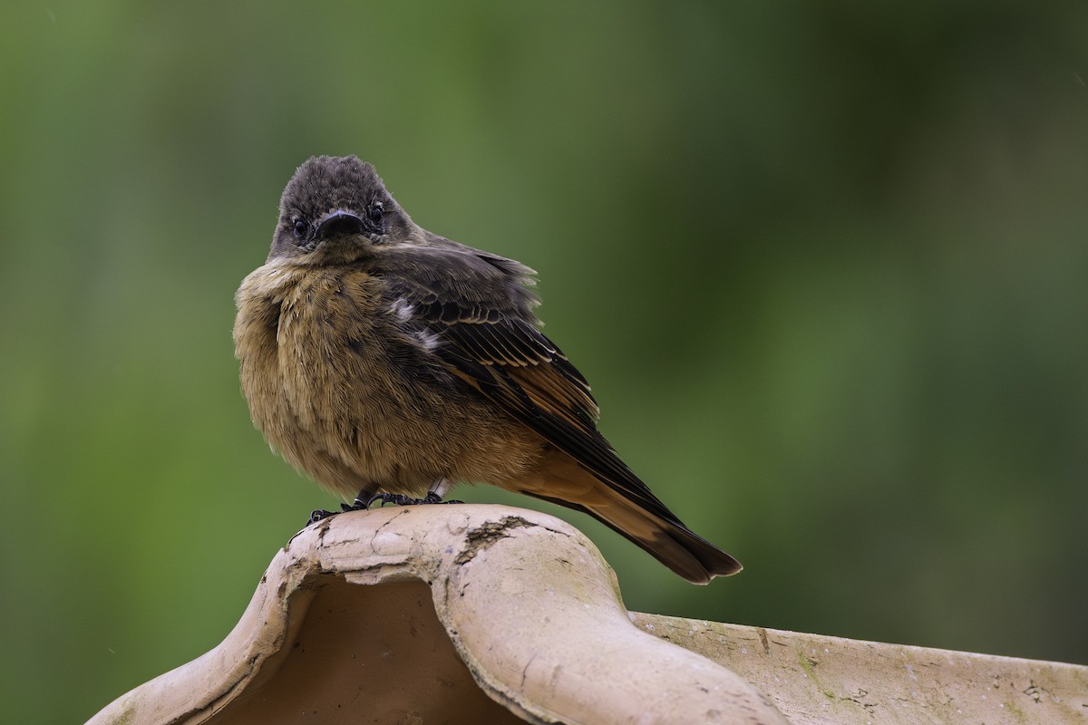 Cliff Flycatcher - ML641251909