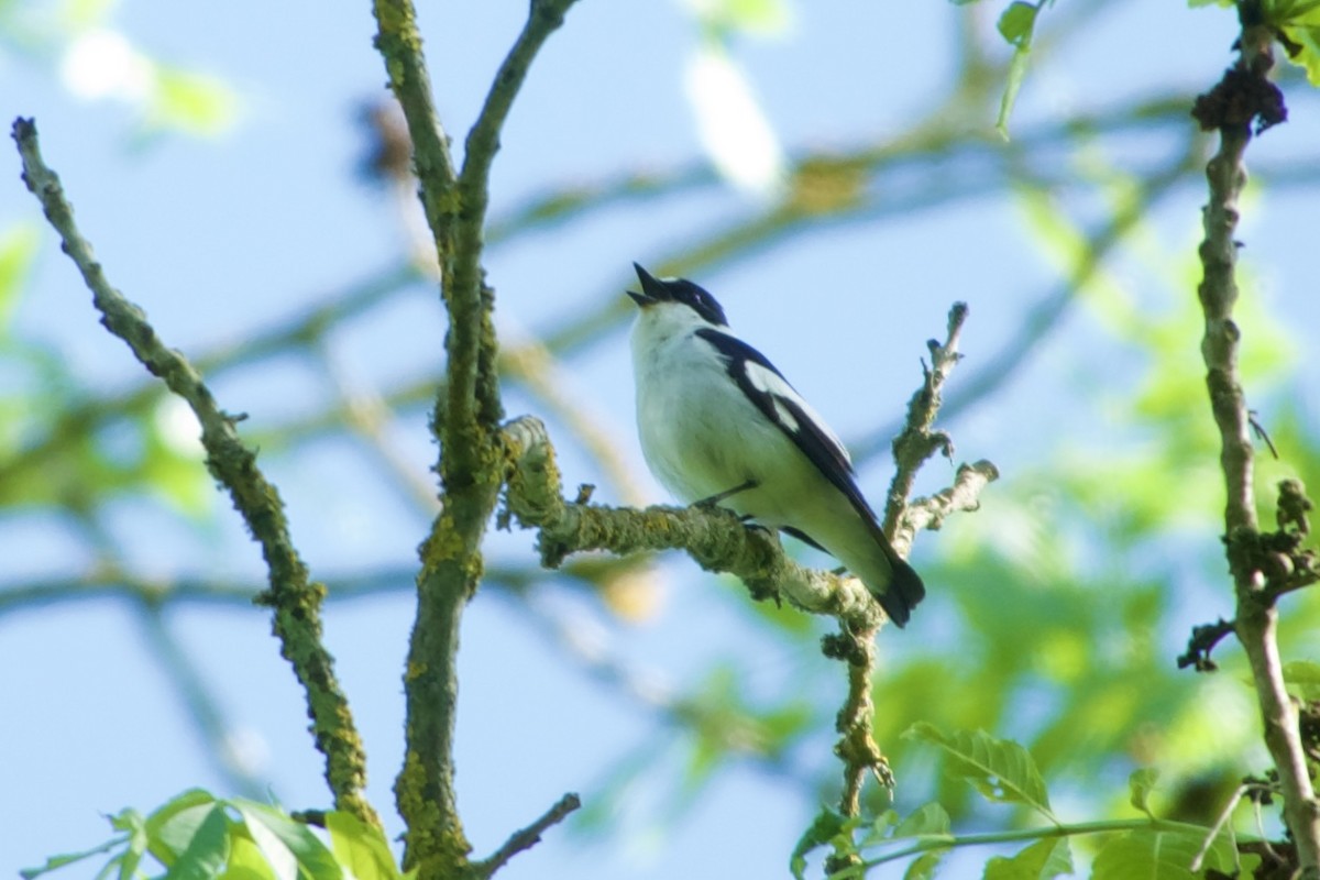 Collared Flycatcher - ML641251923