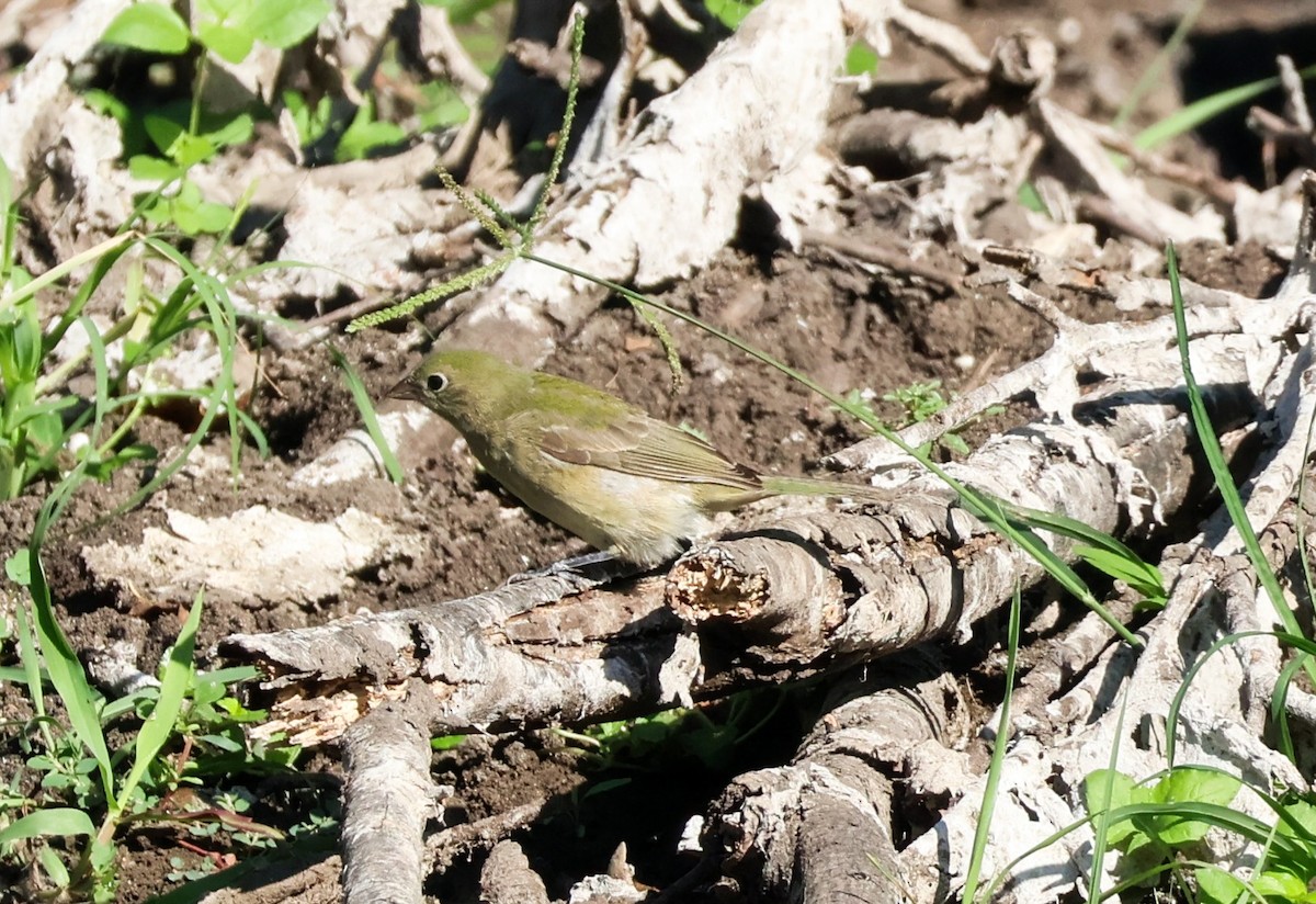 ゴシキノジコ - ML641251968