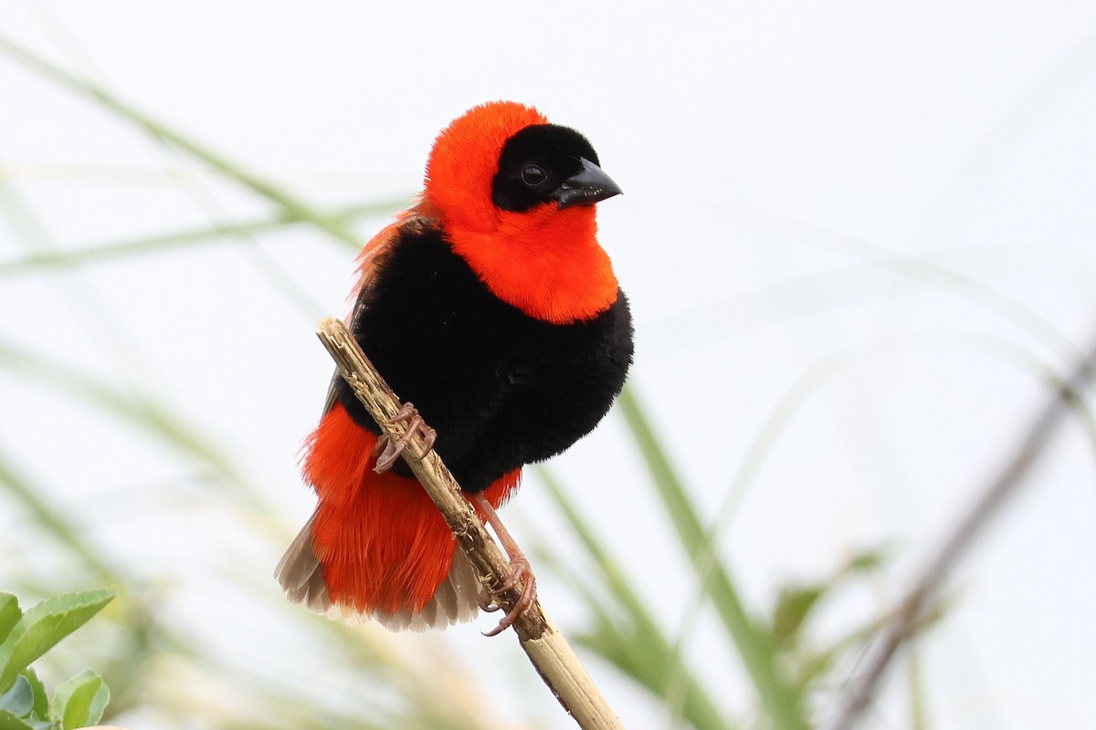 Northern Red Bishop - ML641251981