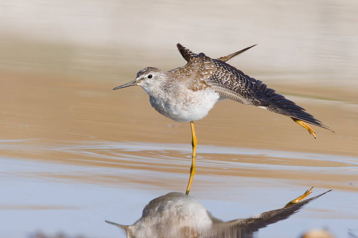 Lesser Yellowlegs - ML641251988