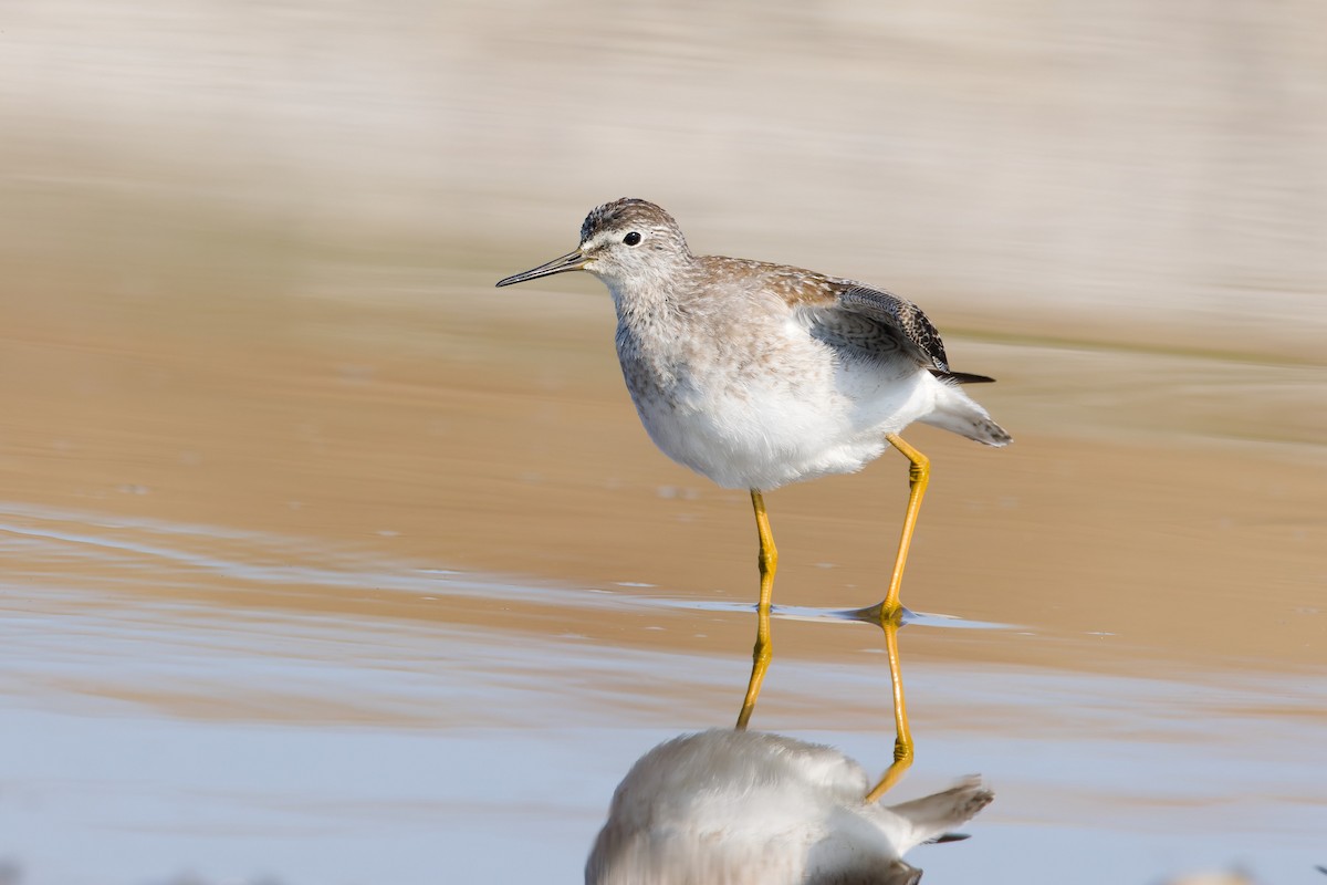 Lesser Yellowlegs - ML641251990