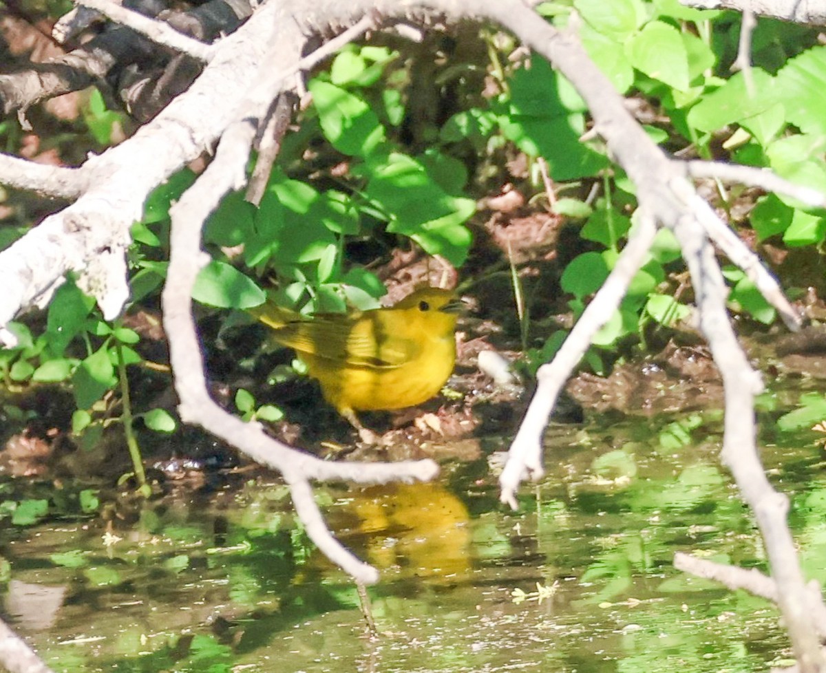 Northern Yellow Warbler - ML641252009