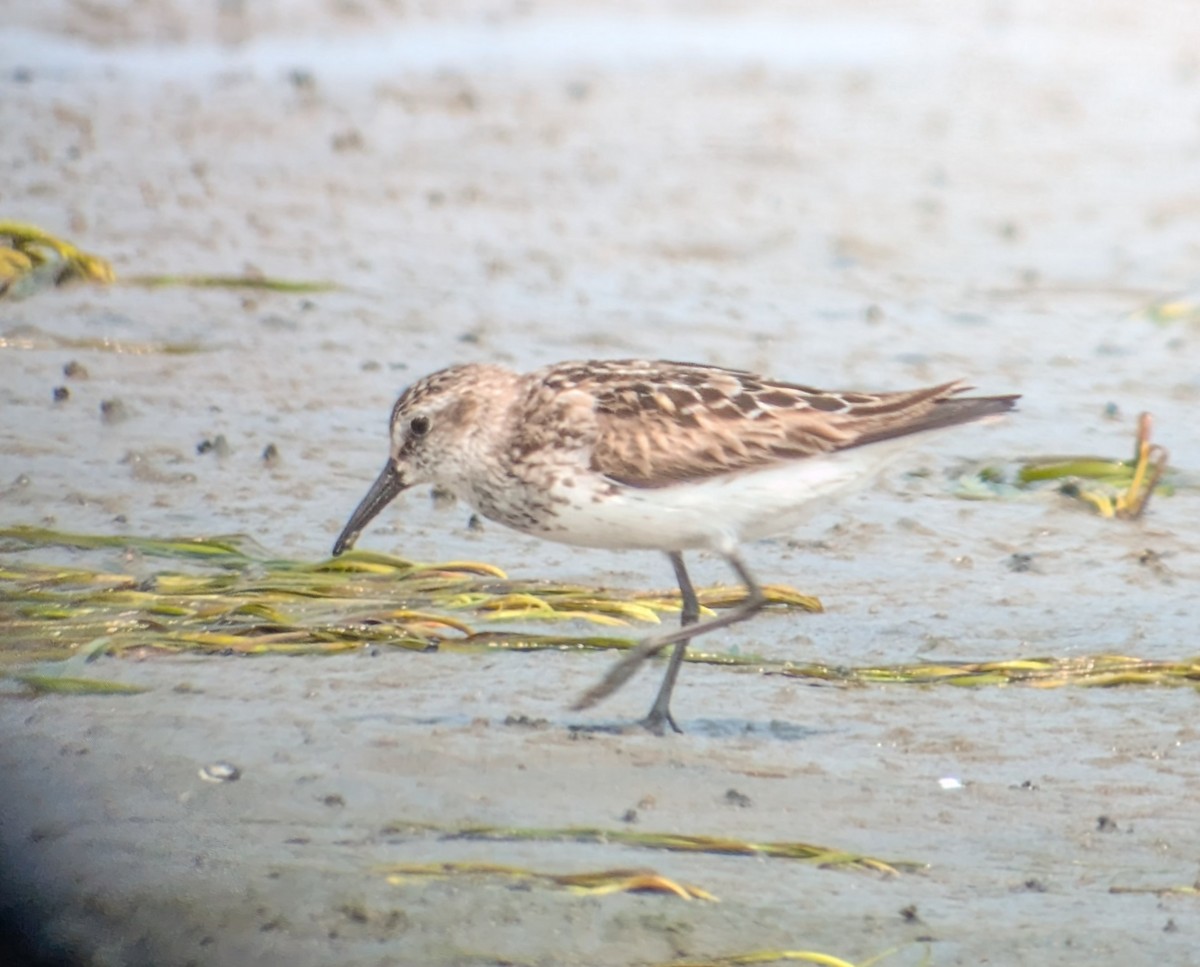 Semipalmated Sandpiper - ML641252011