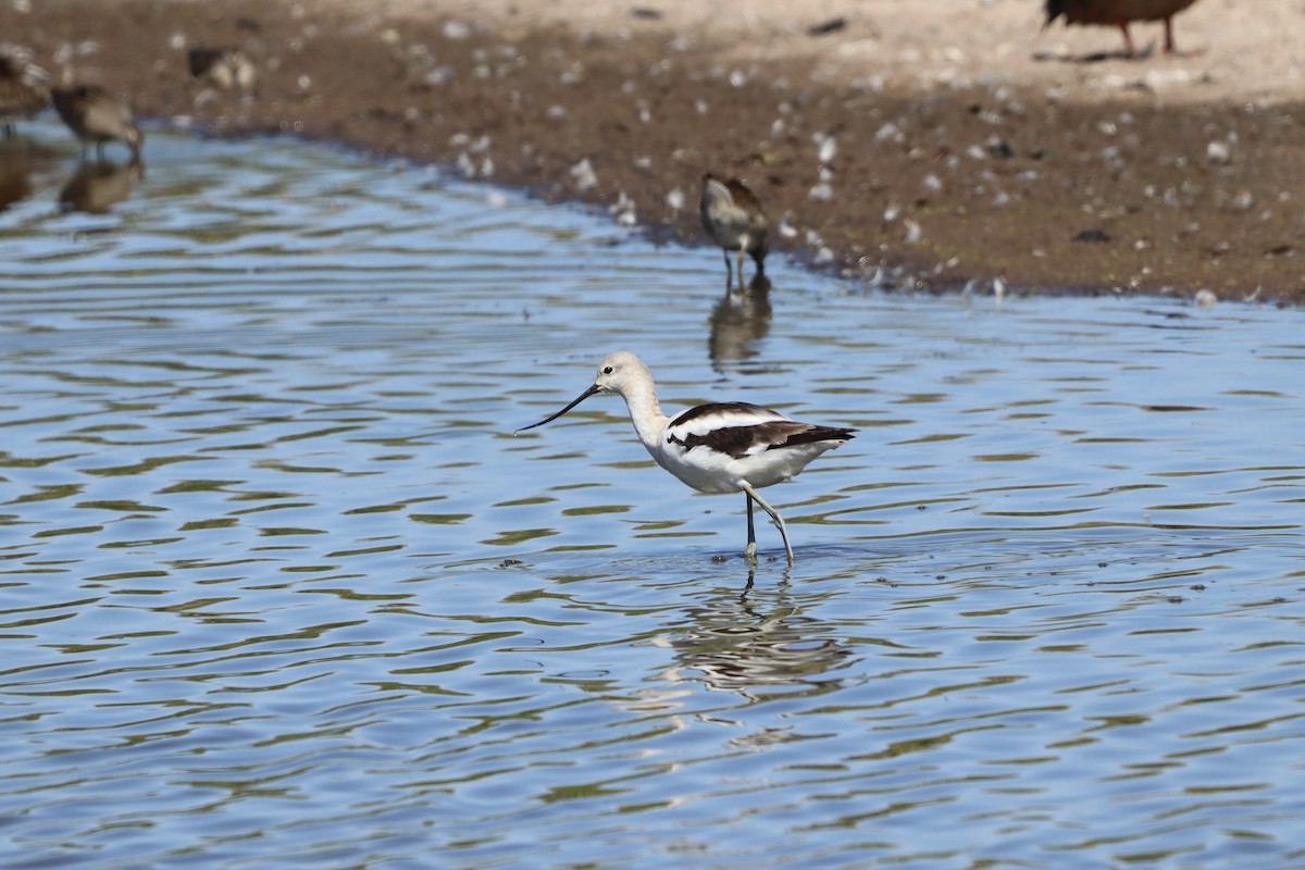 American Avocet - ML641252081