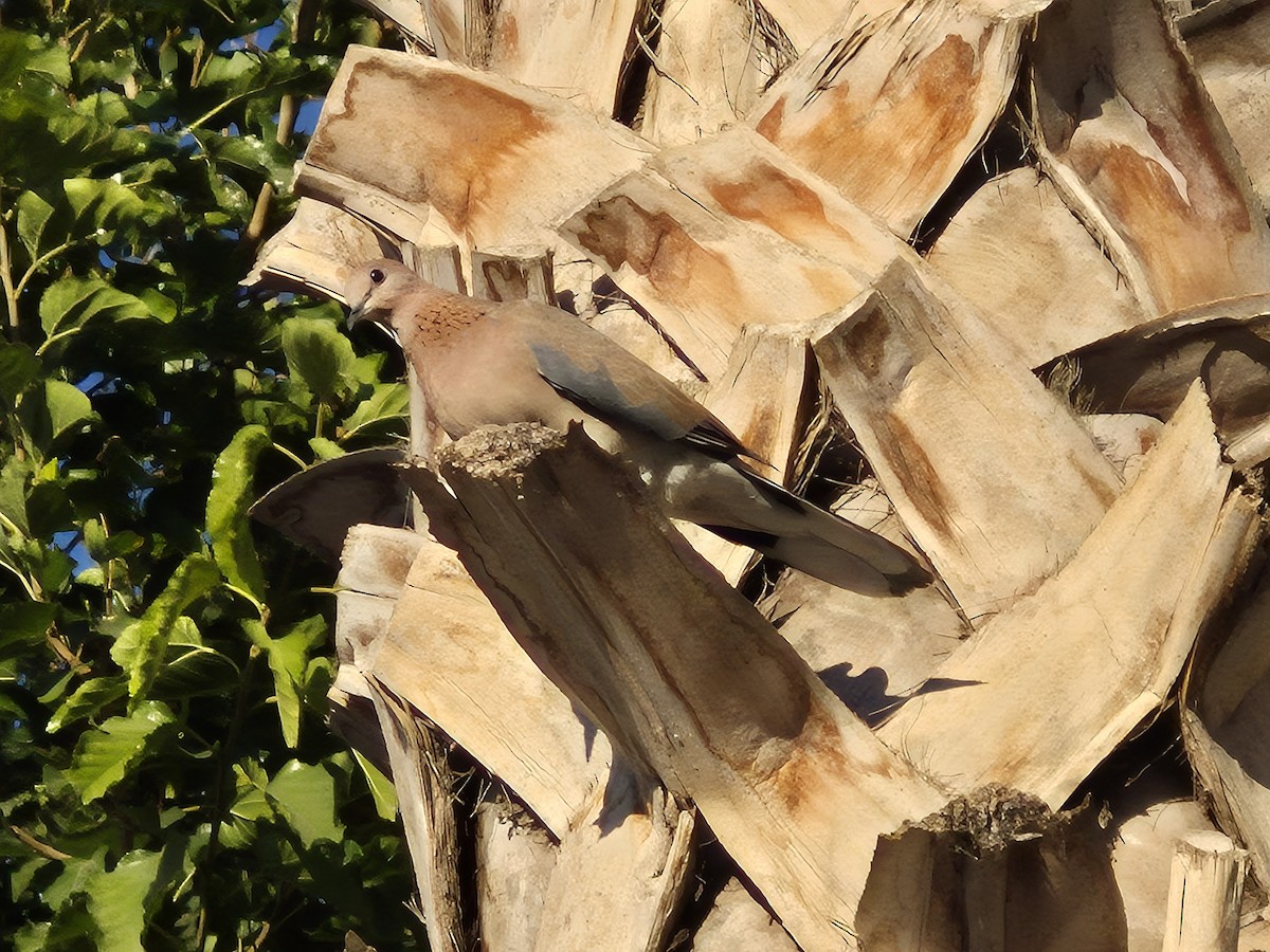 Laughing Dove - ML641252087