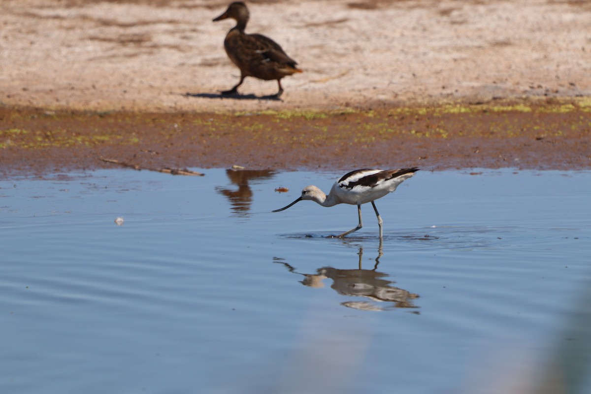 American Avocet - ML641252095