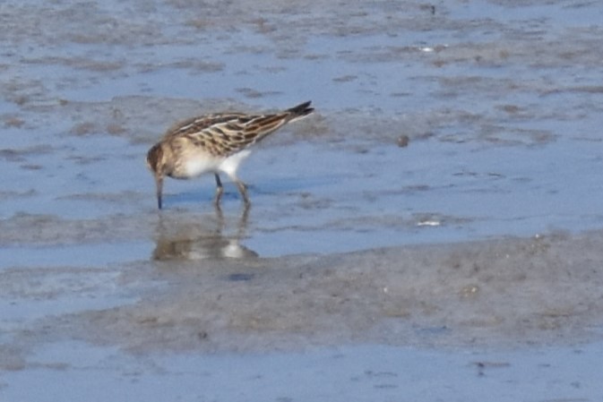 Pectoral Sandpiper - ML641252109