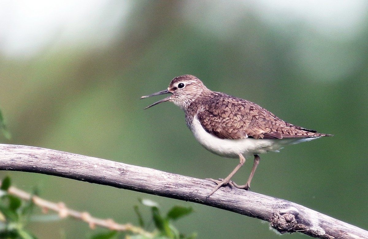 Common Sandpiper - ML64125211