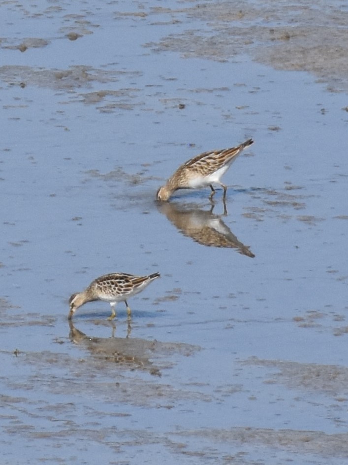 Pectoral Sandpiper - ML641252110