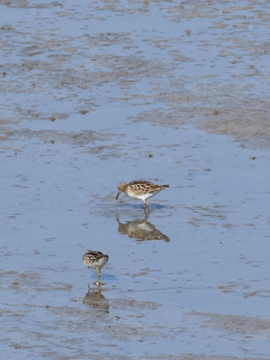 Pectoral Sandpiper - ML641252111
