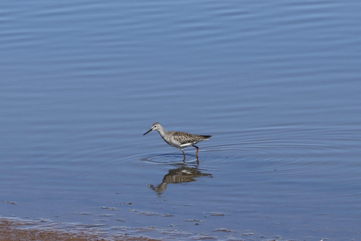 Lesser Yellowlegs - ML641252132