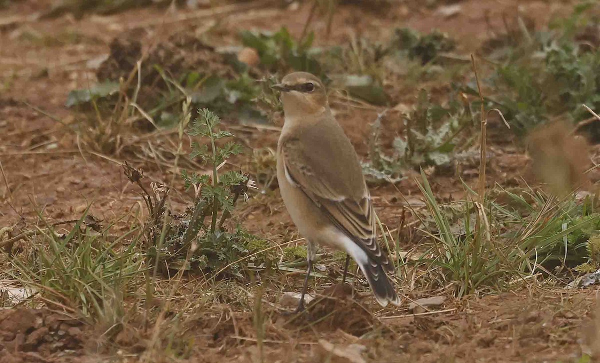 Northern Wheatear (Eurasian) - ML641252144