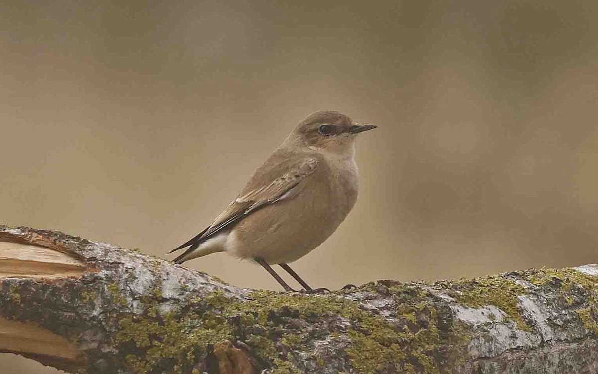 Northern Wheatear (Eurasian) - ML641252152