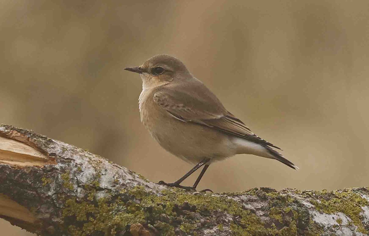 Northern Wheatear (Eurasian) - ML641252157