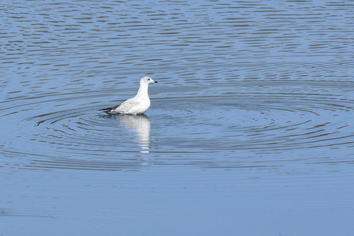 Ring-billed Gull - ML641252160