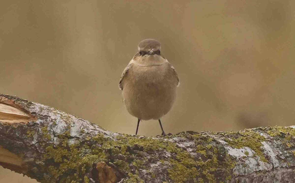 Northern Wheatear (Eurasian) - ML641252165