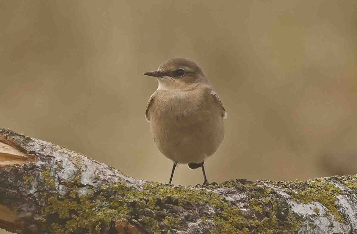 Northern Wheatear (Eurasian) - ML641252168