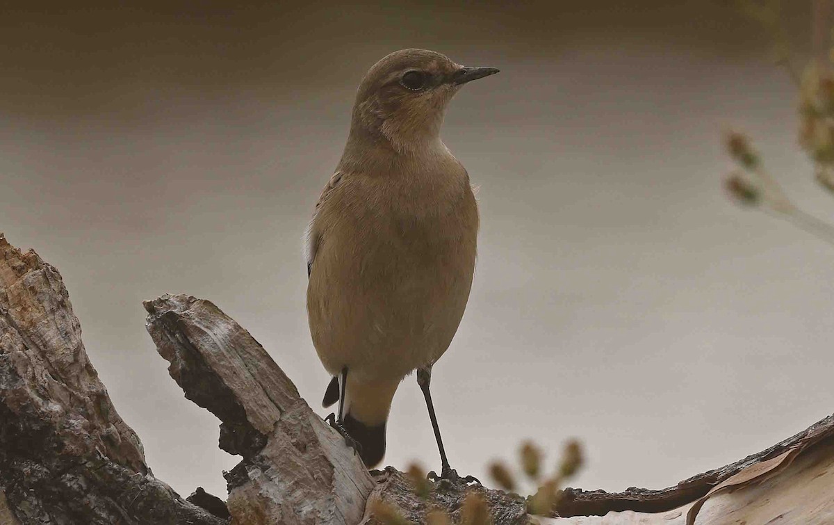 Northern Wheatear (Eurasian) - ML641252174