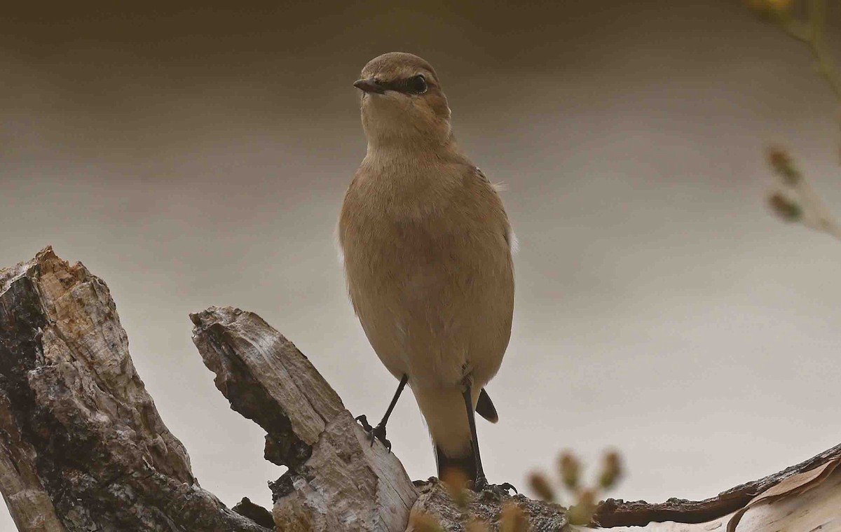 Northern Wheatear (Eurasian) - ML641252178
