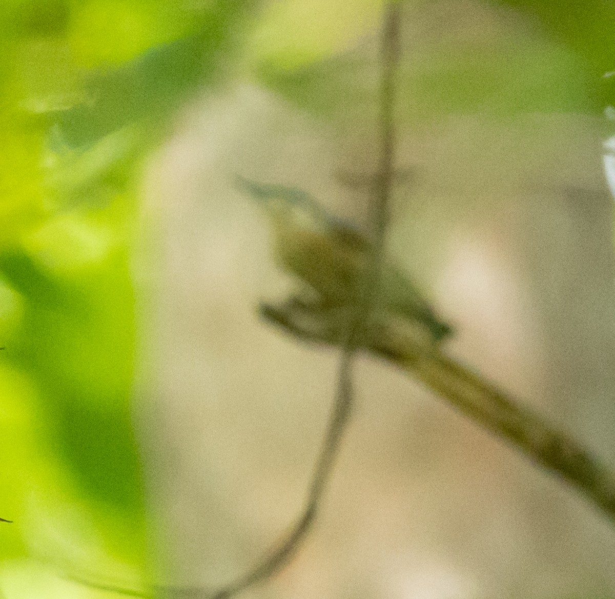 Red-breasted Nuthatch - ML641252281