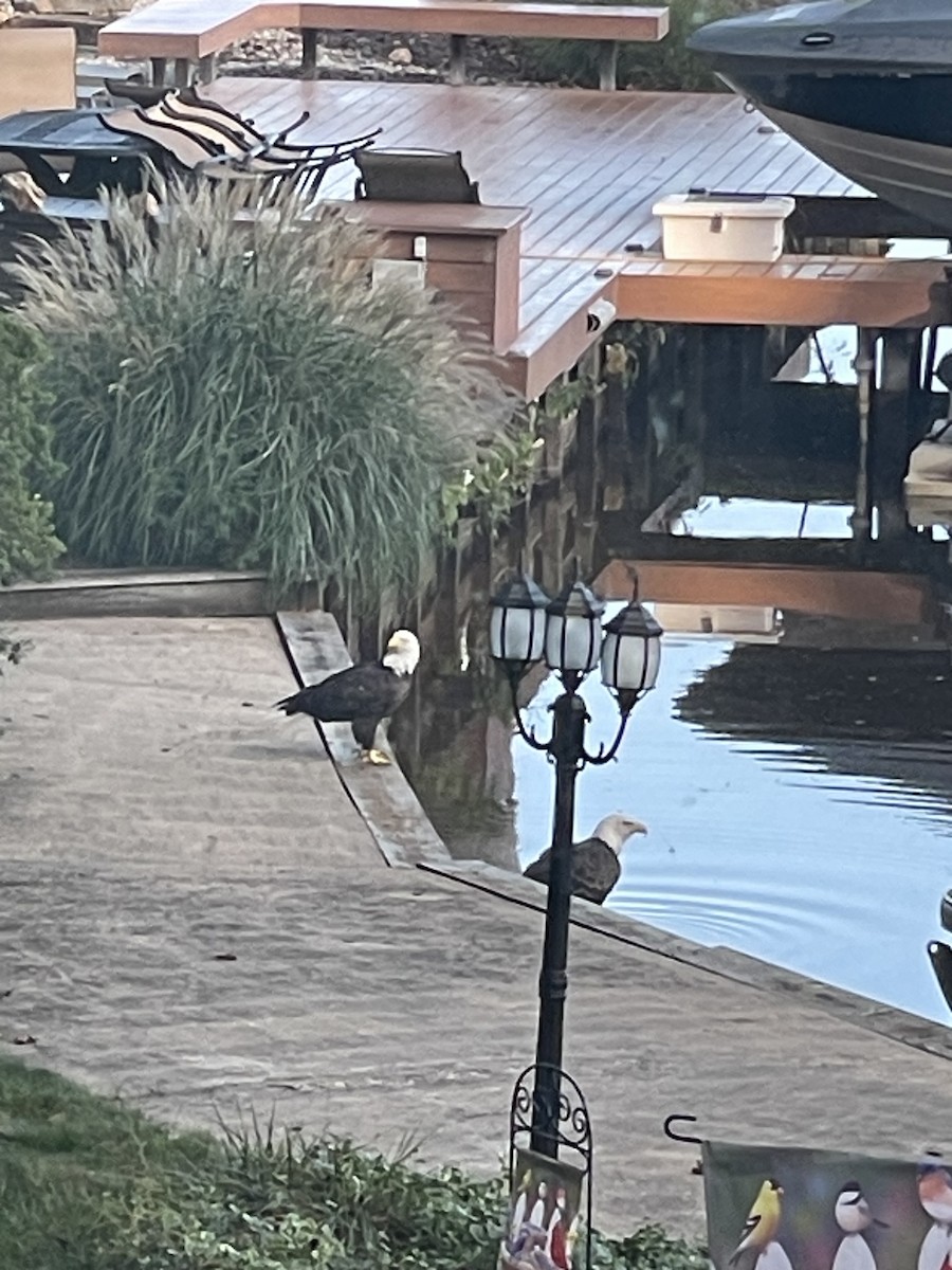 Bald Eagle - ML641252285