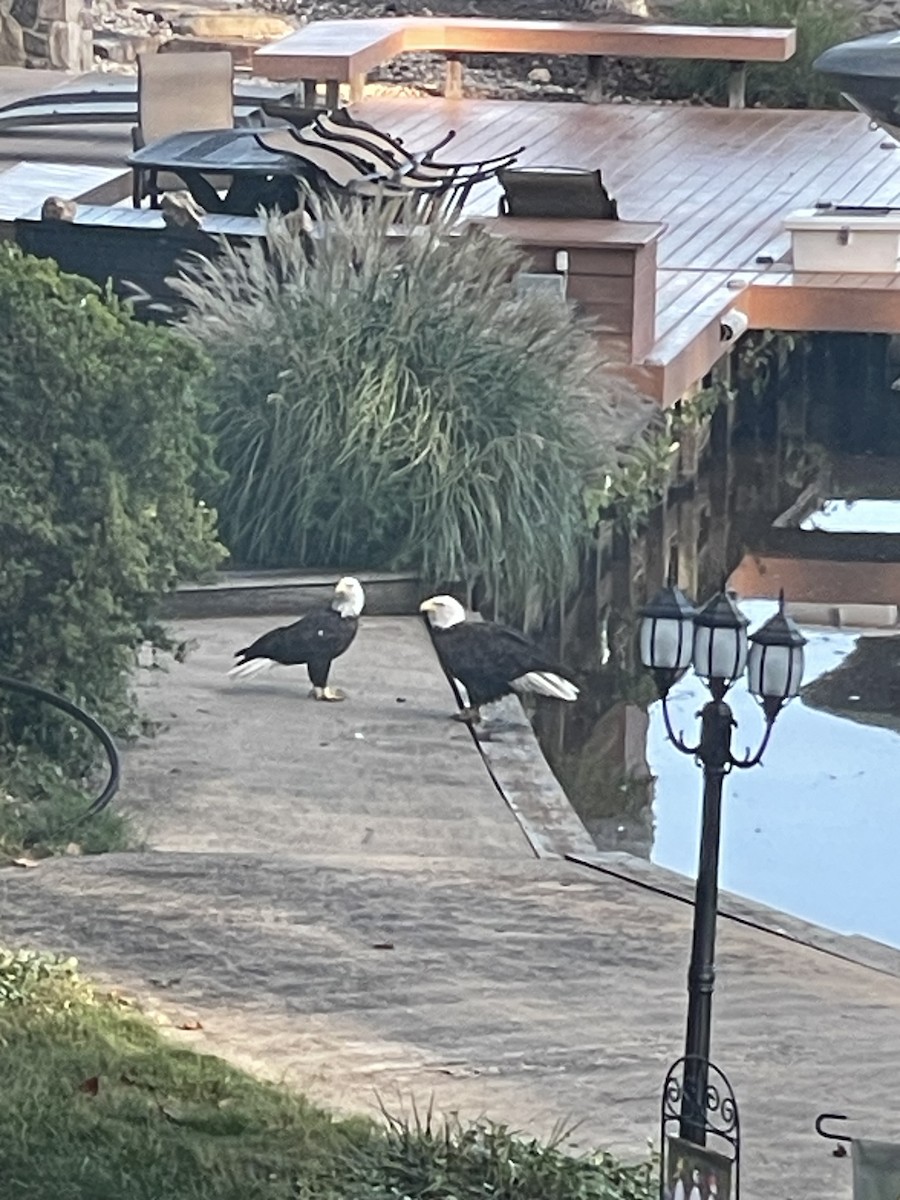 Bald Eagle - ML641252286