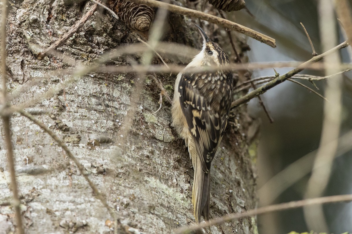 Brown Creeper - ML641252306