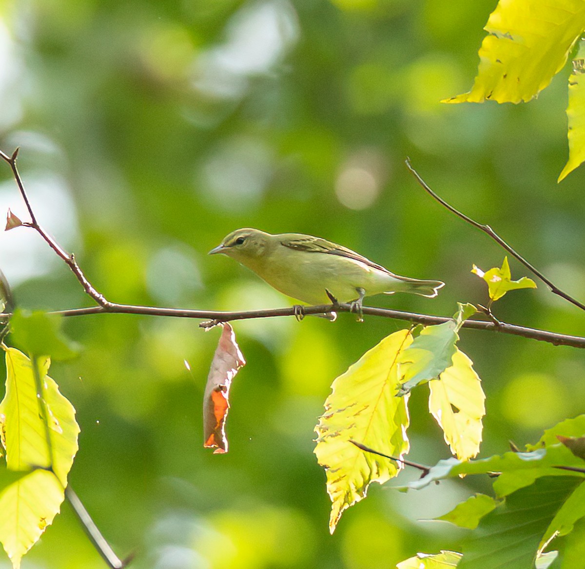 Tennessee Warbler - ML641252309