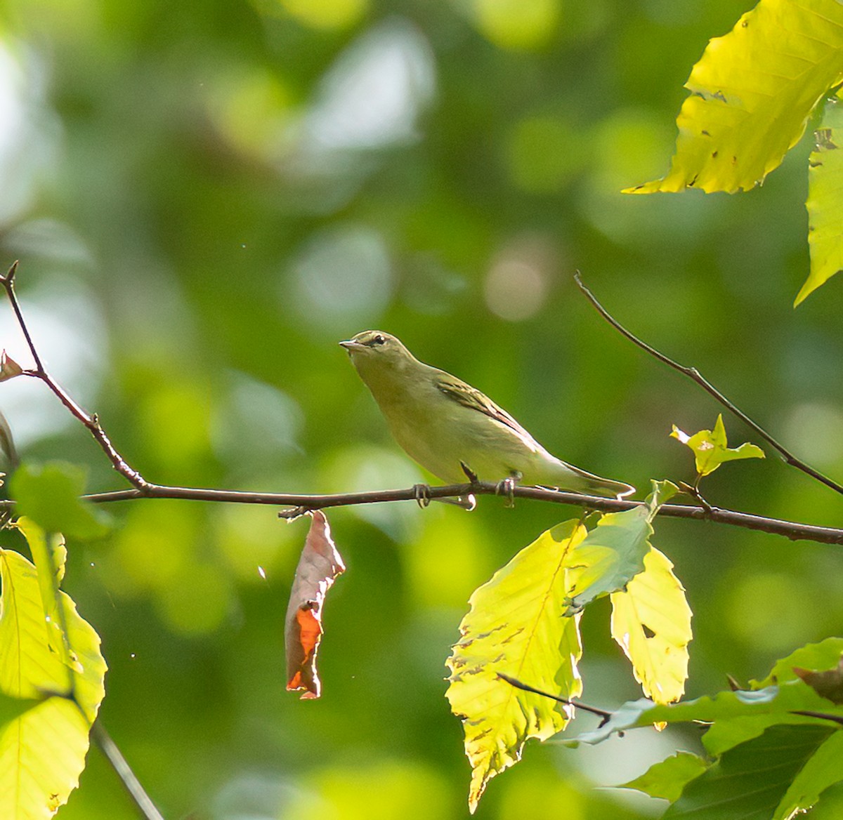 Tennessee Warbler - ML641252310
