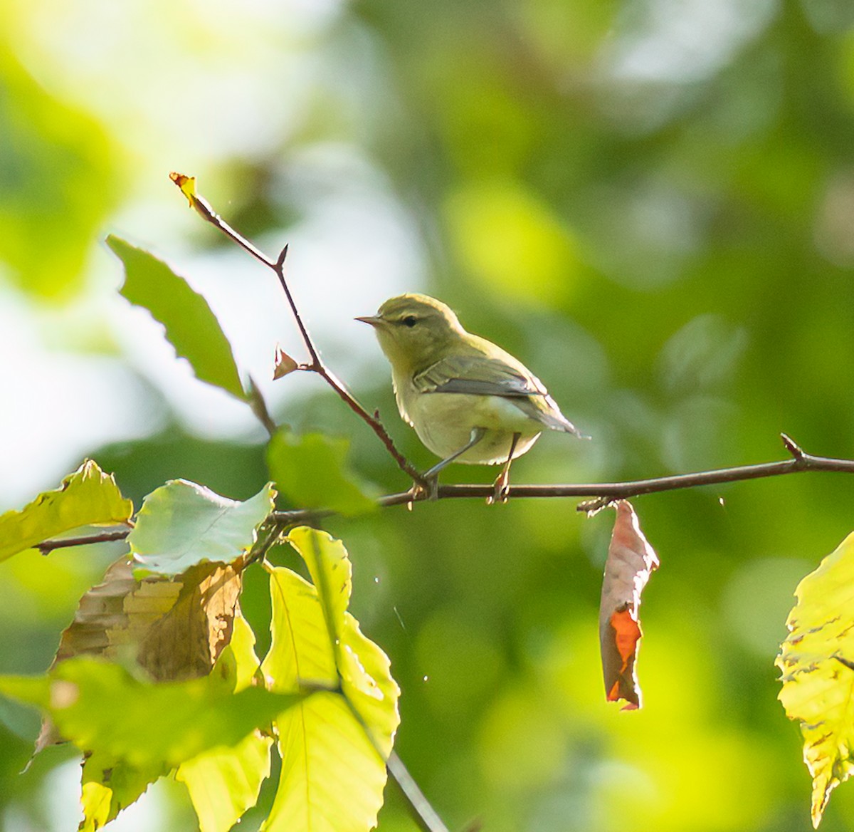 Tennessee Warbler - ML641252311
