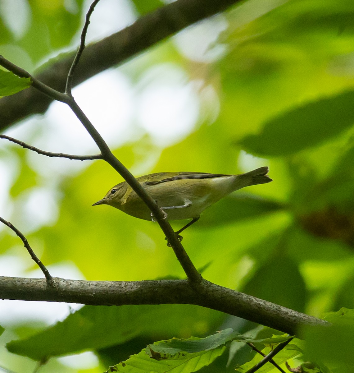 Tennessee Warbler - ML641252313