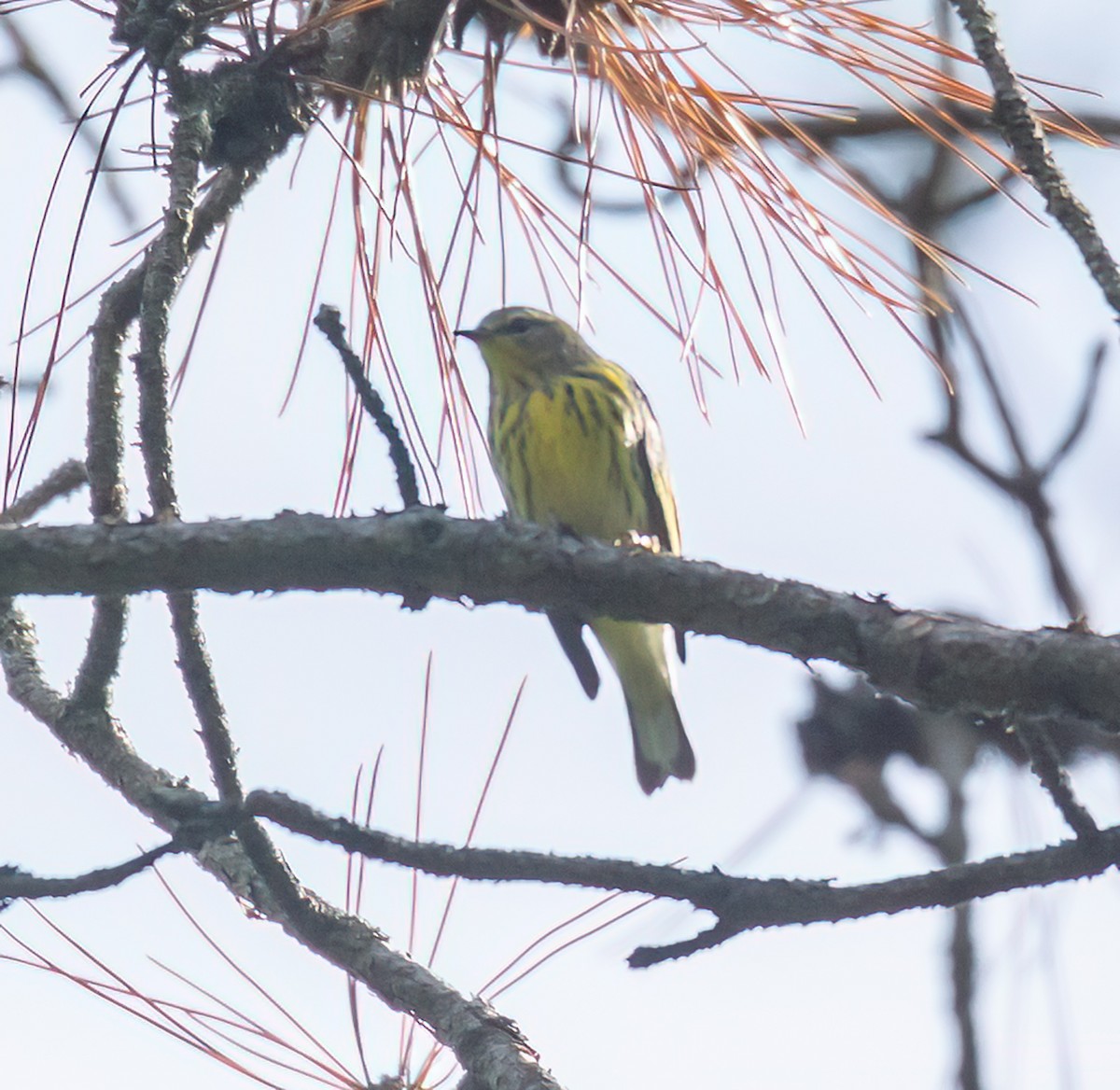 Cape May Warbler - ML641252351