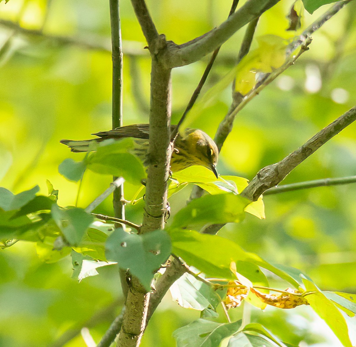 Cape May Warbler - ML641252352